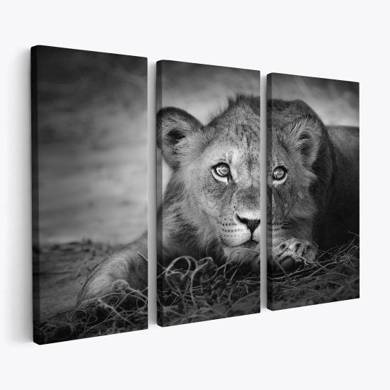 Leinwandbild 3-teilig - Löwe