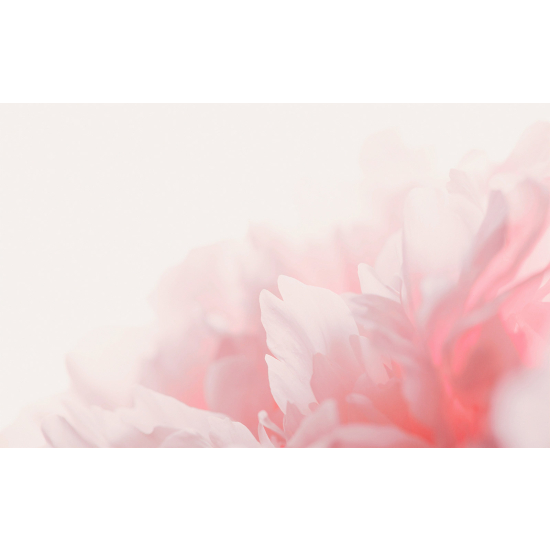 Panoramatapete - Blumen