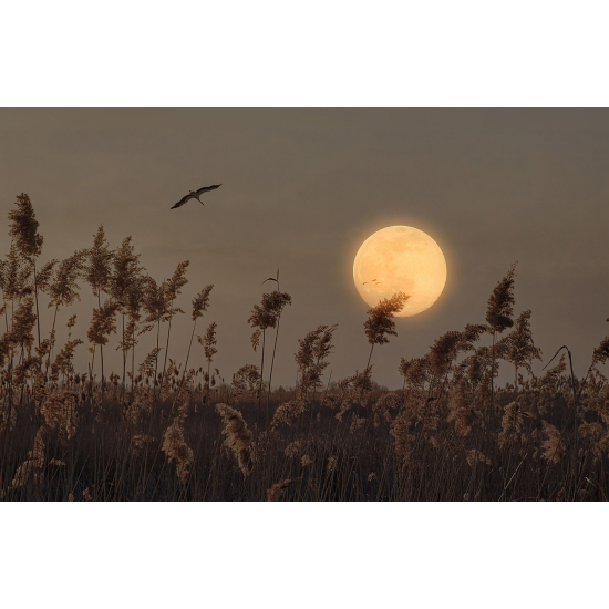 Panoramatapete - Pampas